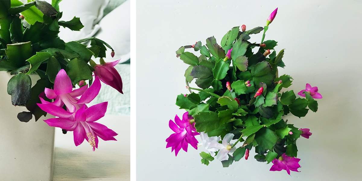 holiday cactus | Ethical Abode