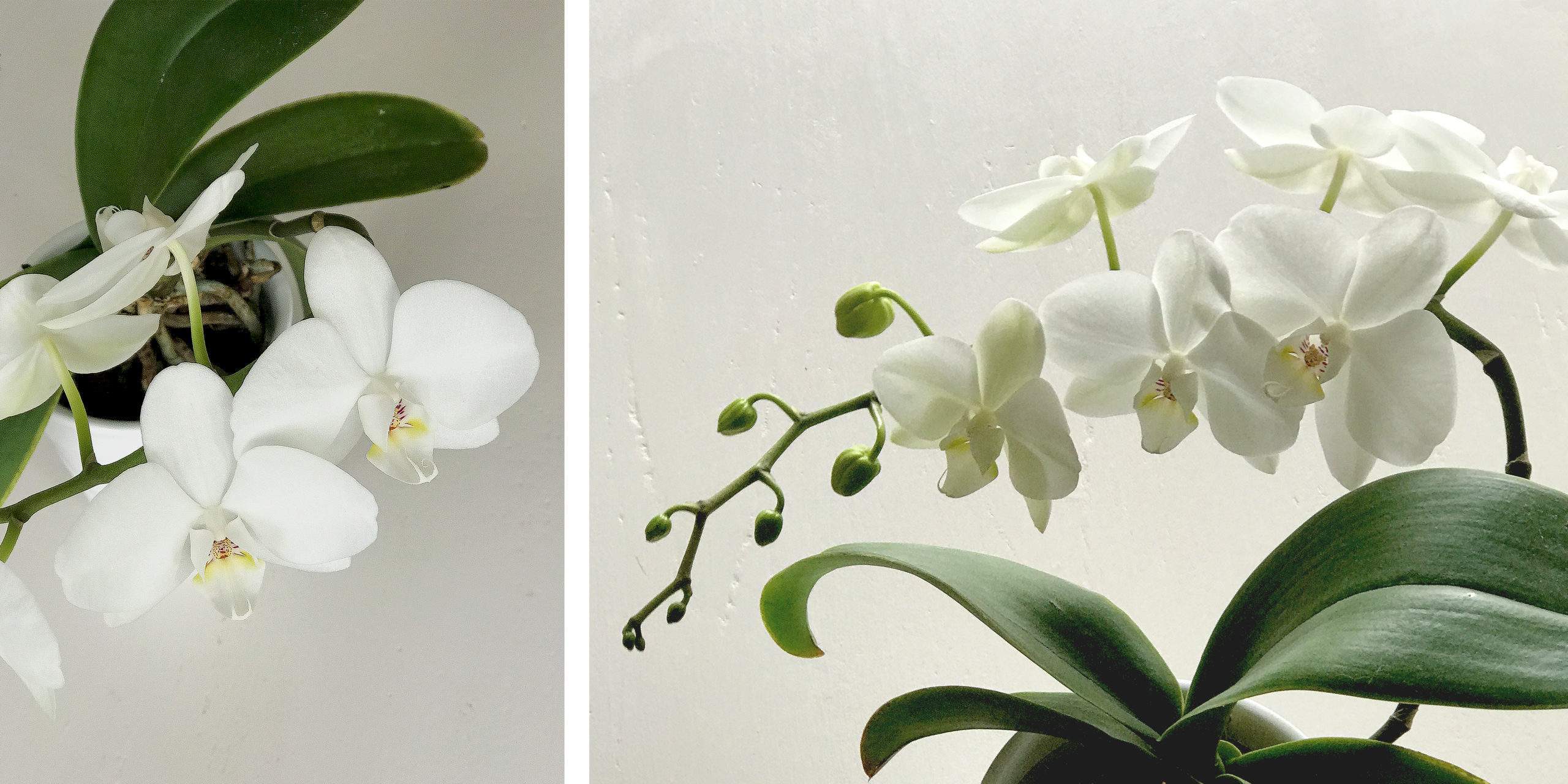 moth orchid ethical abode